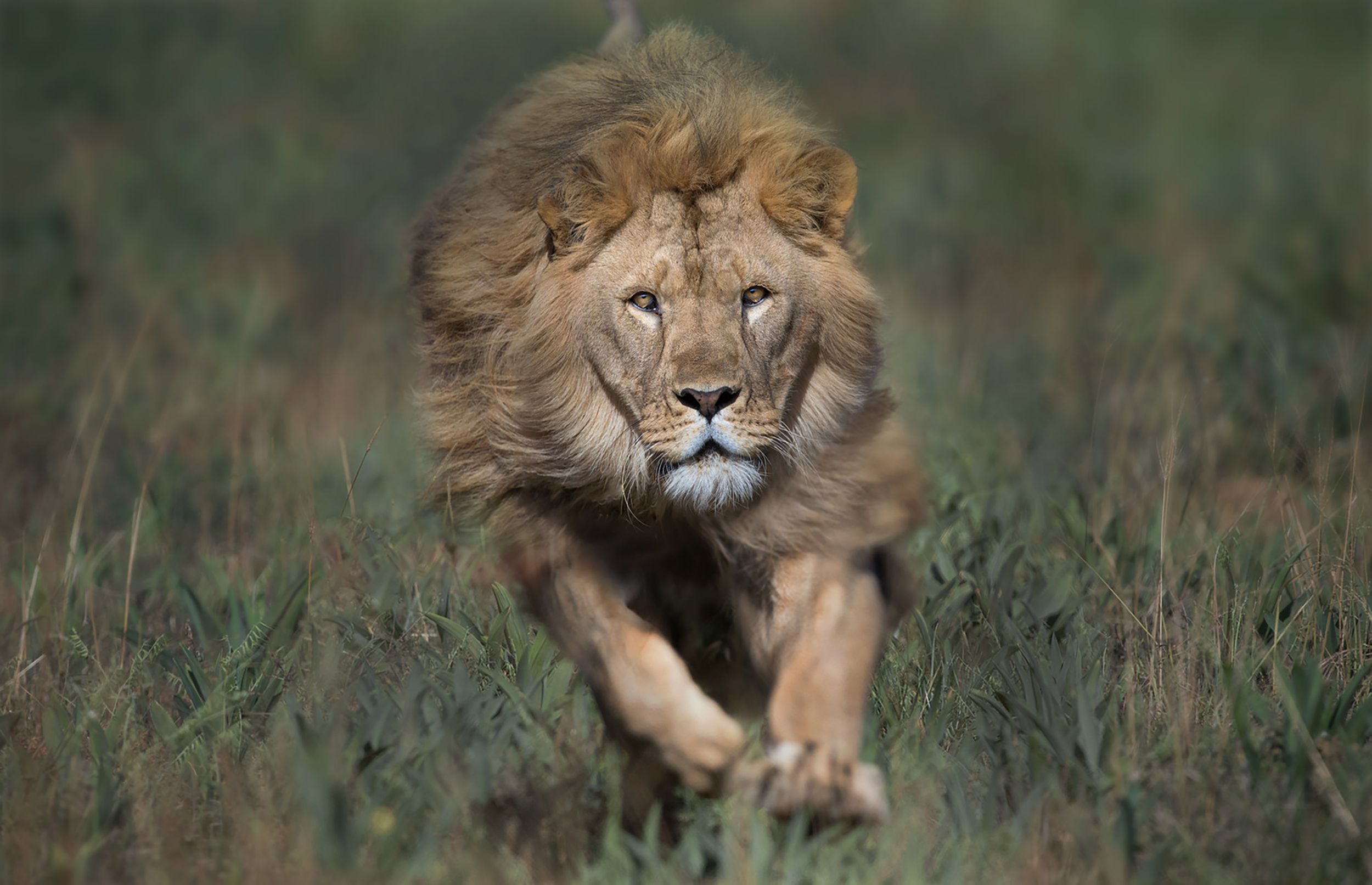A male lion with a shaggy mane walking in a grassy savannah.