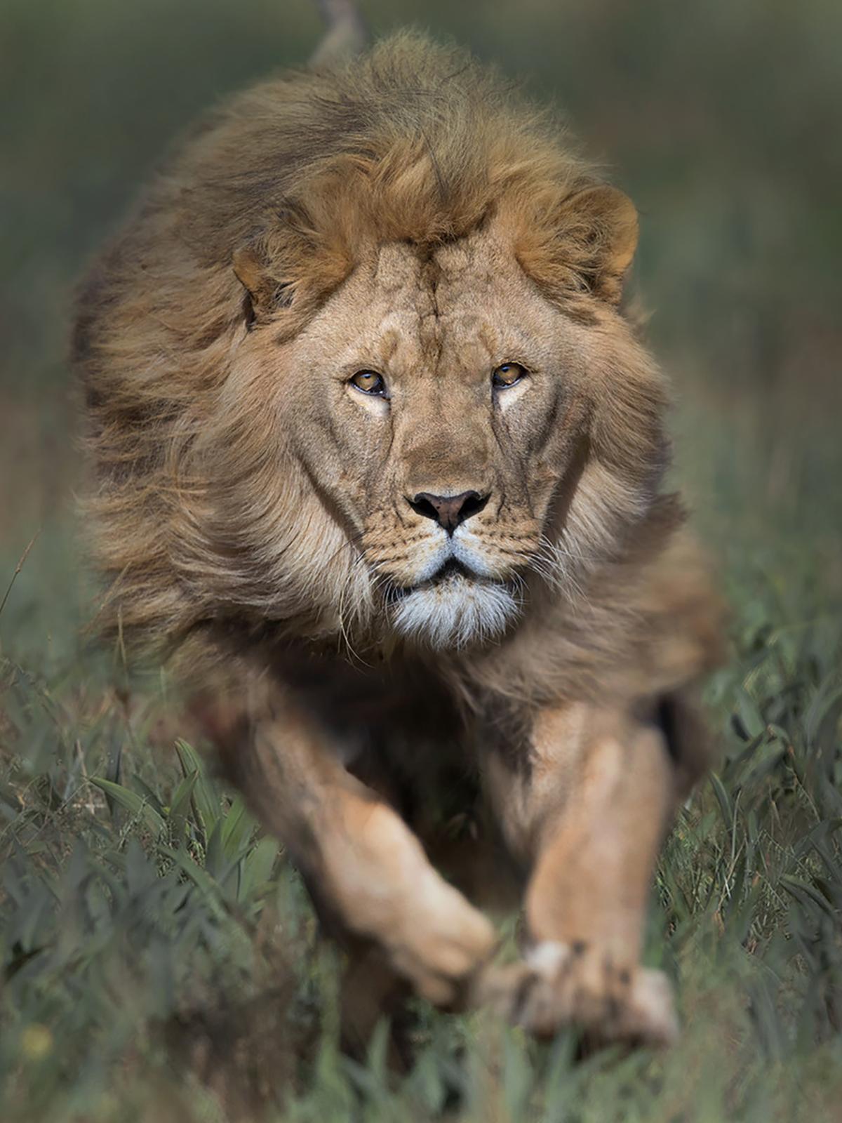 A male lion with a shaggy mane walking in a grassy savannah.