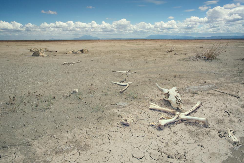 A desolate, dry, and barren landscape with scattered animal bones and a few scattered, dry, and dead plants.