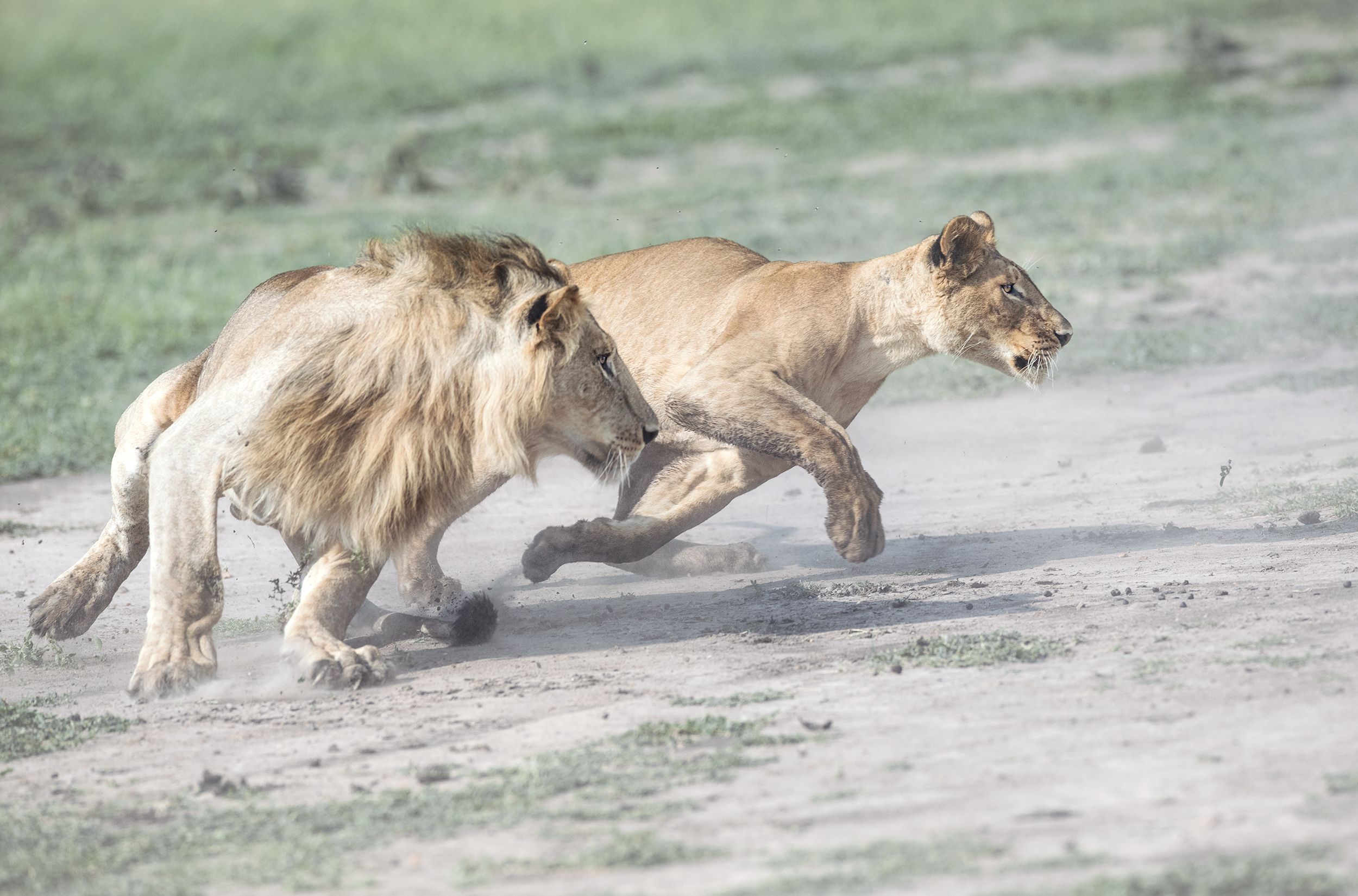 Two lions running in a grassy savannah.