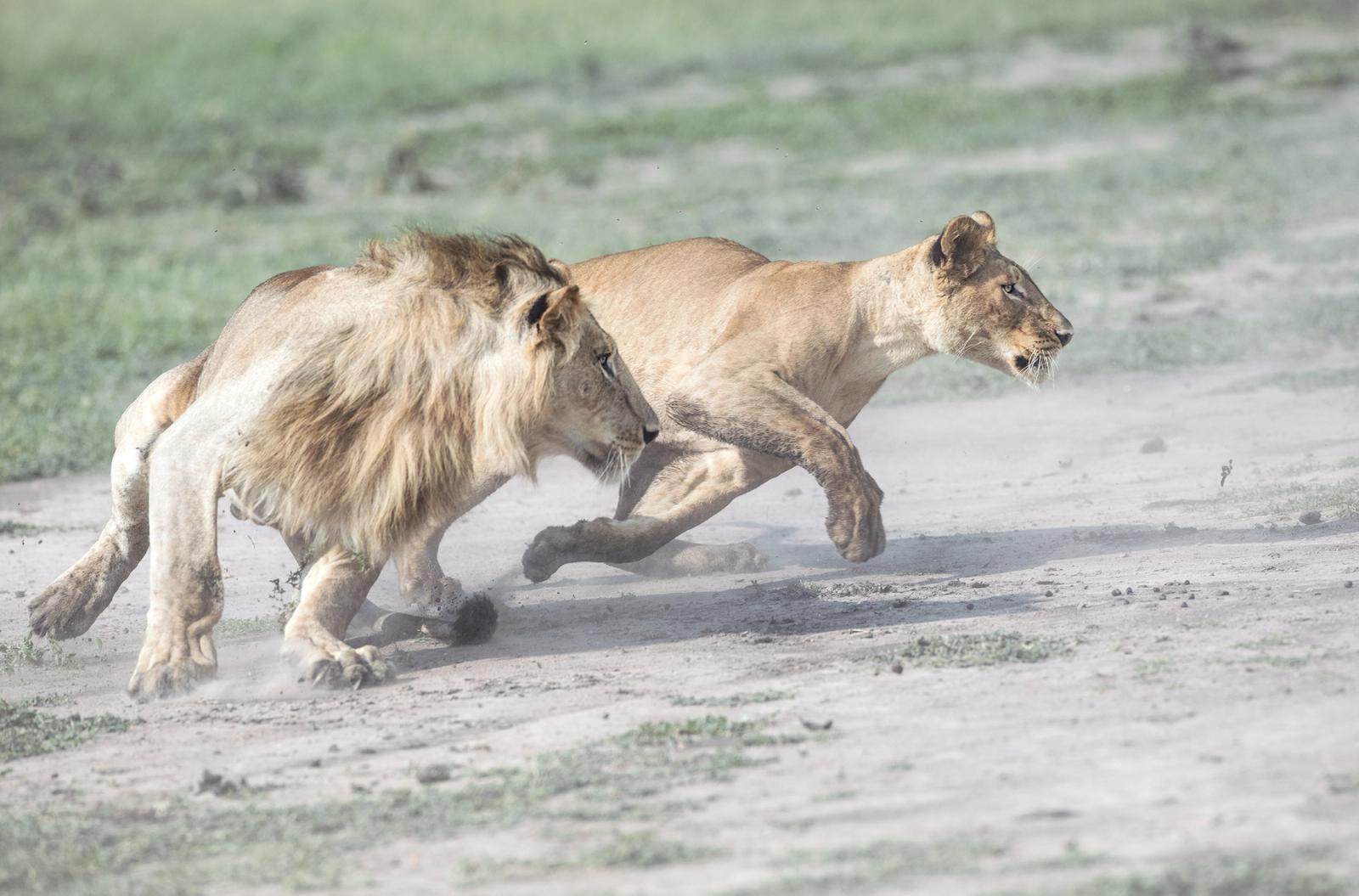 Two lions running in a grassy savannah.