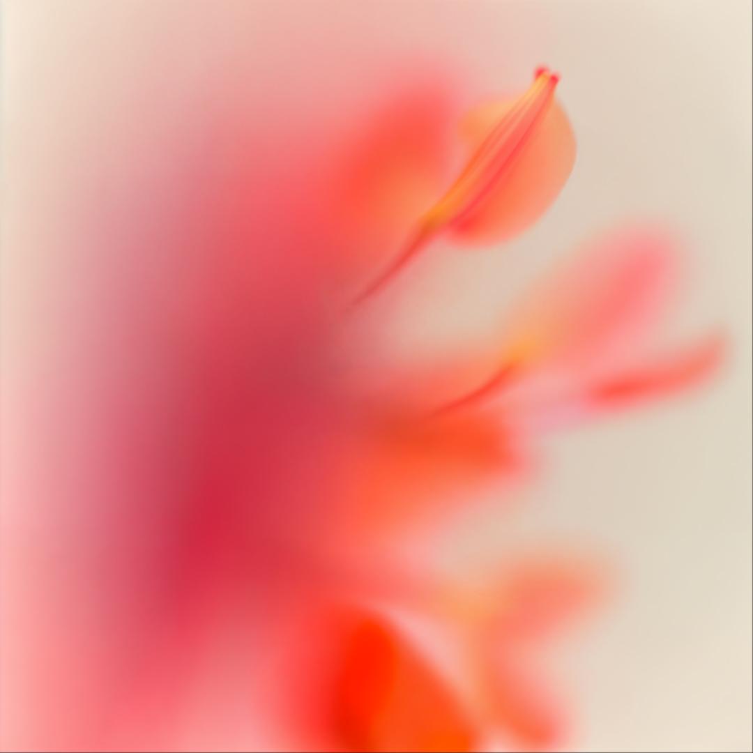 A close-up of a red, orange, and yellow flower with a long, curved, yellow stamen.