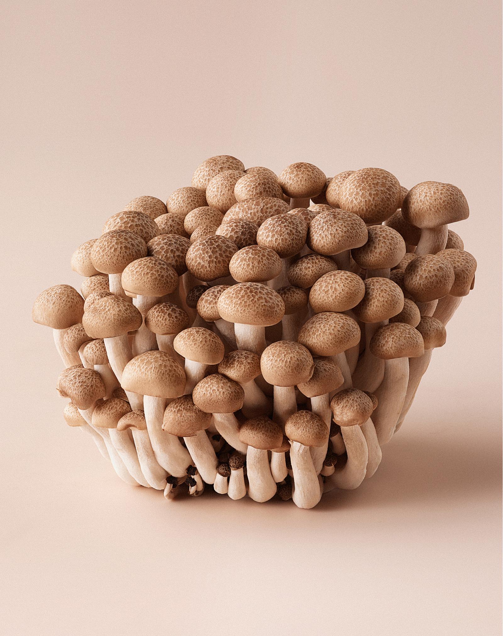 A cluster of small brown mushroom-like objects with white stems.