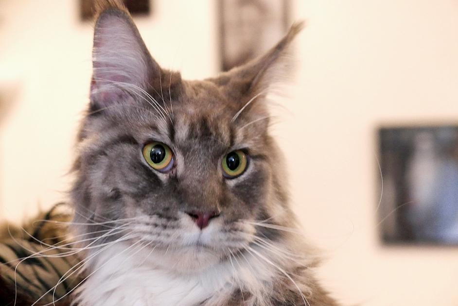 A large, fluffy grey cat with bright green eyes and a distinctive 'M' shaped marking on its forehead, wearing a small, white, button-down shirt with a black tie.