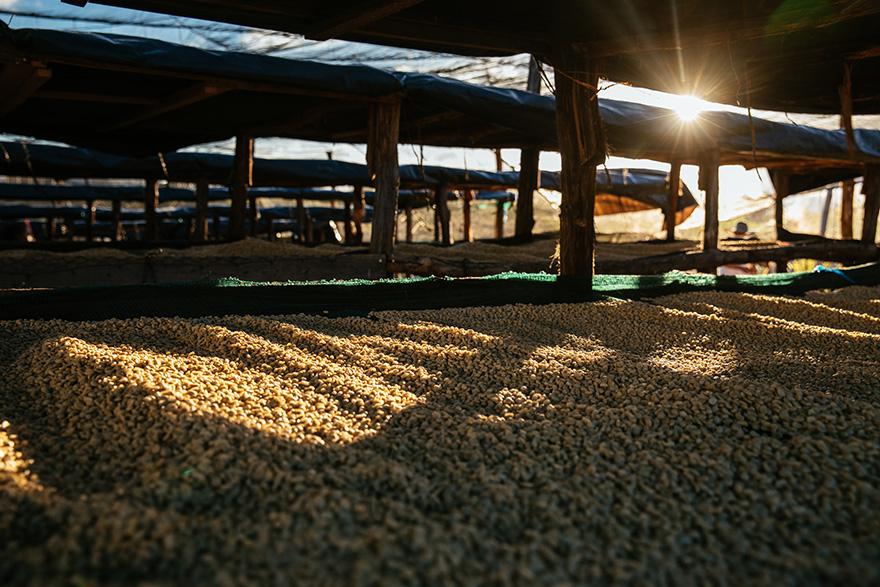 A large quantity of coffee beans are spread out on a drying floor, with some of them being stirred by a person in the background.