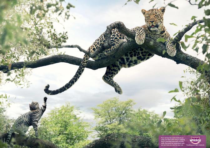A leopard is perched on a tree branch, with a cat in the foreground looking up at it.