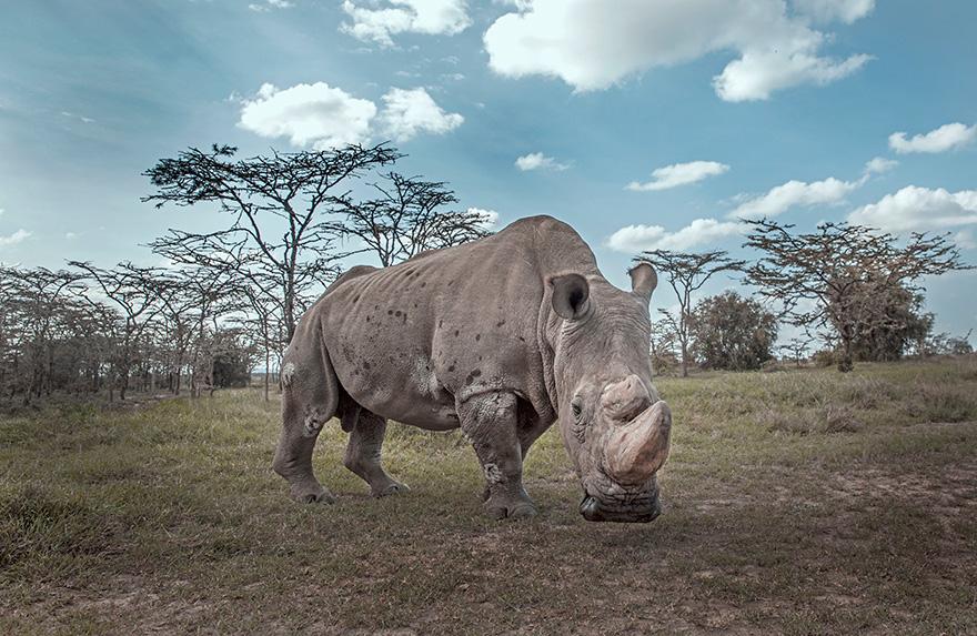 A male northern white rhino in a grassy savannah with acacia trees in the background.