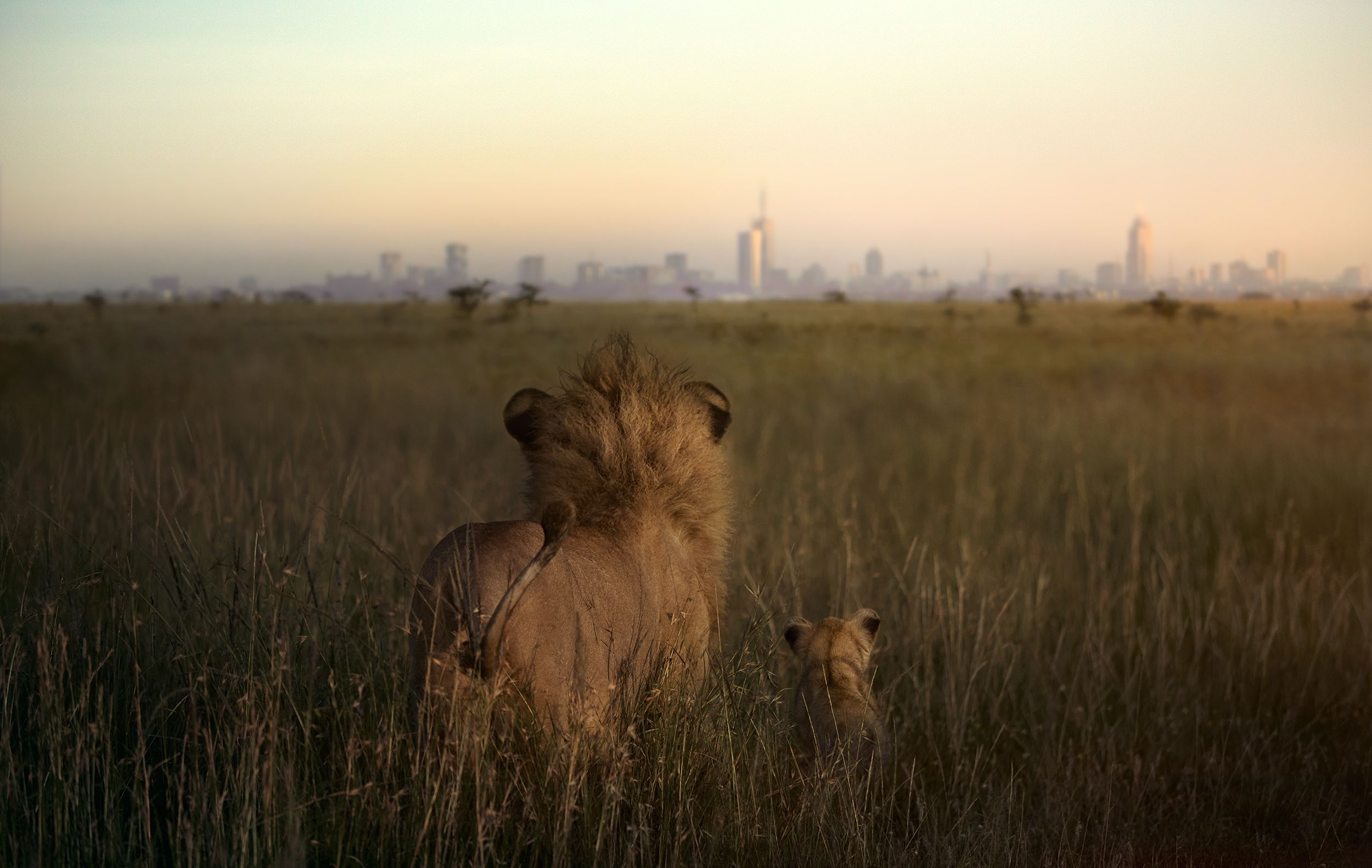 A lion and its cub in the savannah, with the city skyline in the background.
