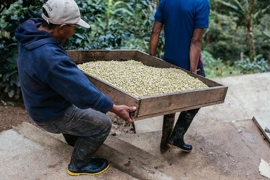 Two men in blue shirts and boots are carrying a wooden tray of coffee beans.