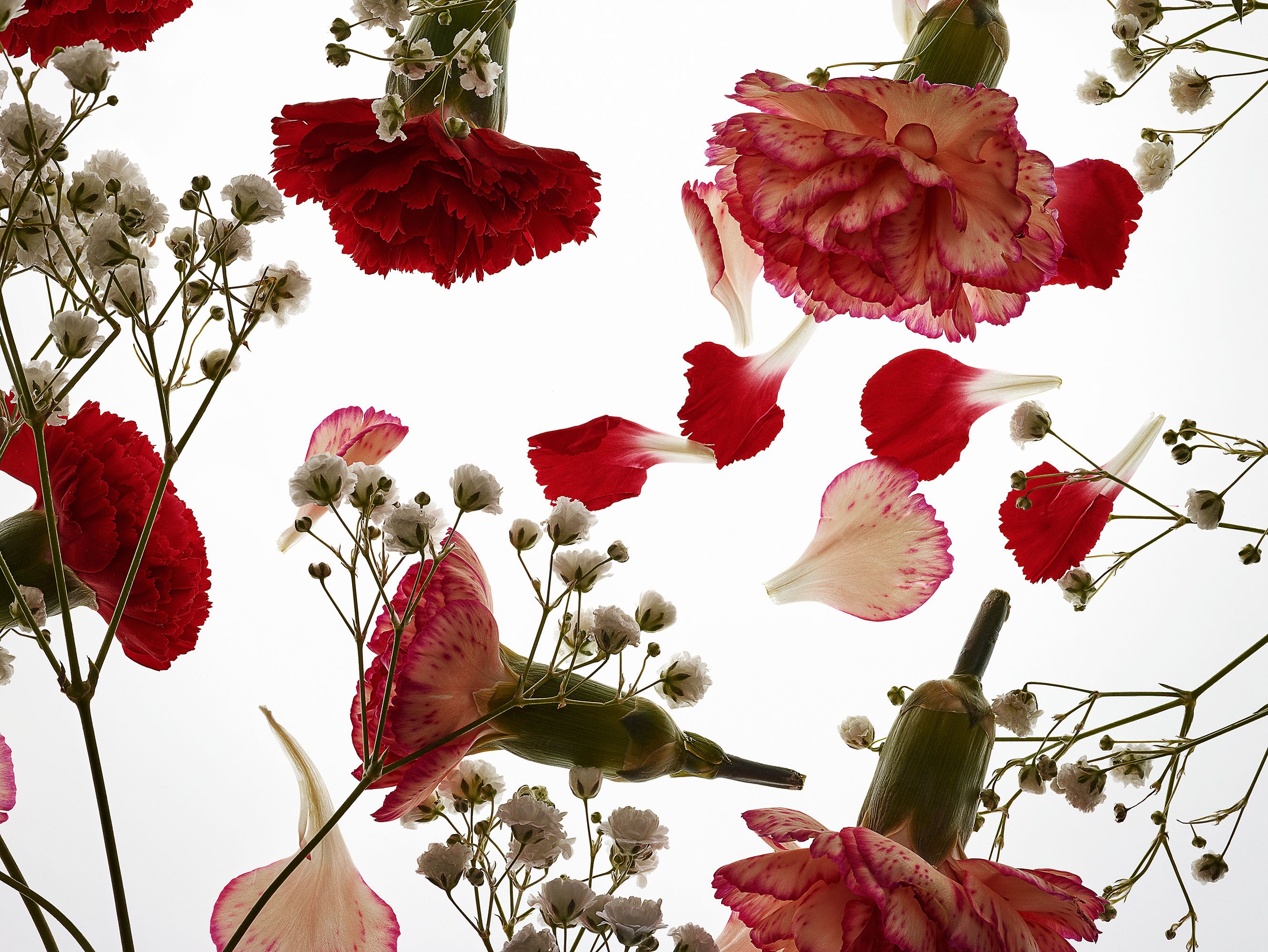A collection of flowers, including red carnations and white baby's breath, arranged in a bouquet.