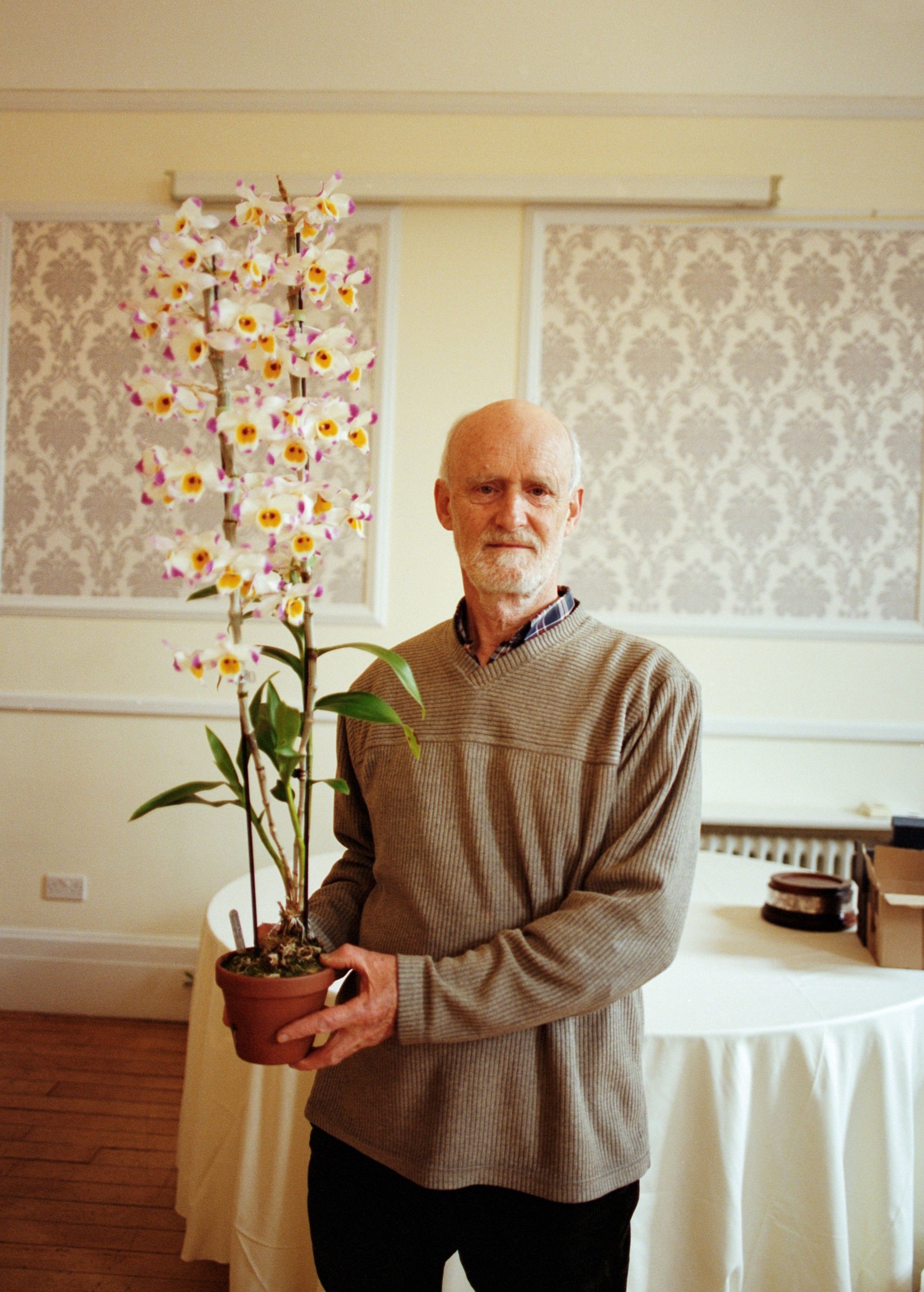 A man in a brown sweater holding a potted orchid with white and yellow flowers and pink and purple tips, in front of a white tablecloth and a wall with a patterned wallpaper.