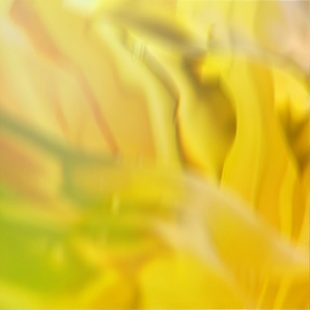 A close-up of a yellow flower with petals and a central yellow center, surrounded by green leaves.