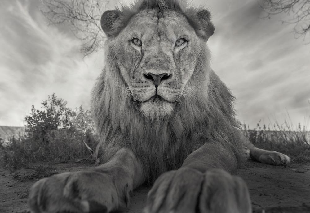 A majestic male lion with a shaggy mane and piercing eyes, lying on the savannah grass, surrounded by trees and a cloudy sky.