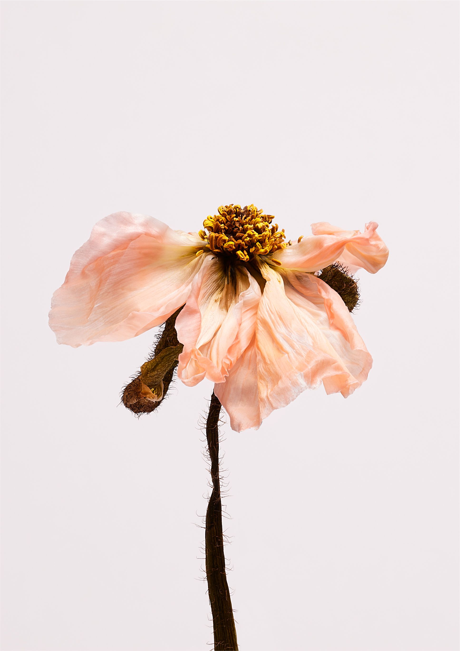 A delicate, pale pink, almost translucent, flower with a long, thin, dark brown stem.