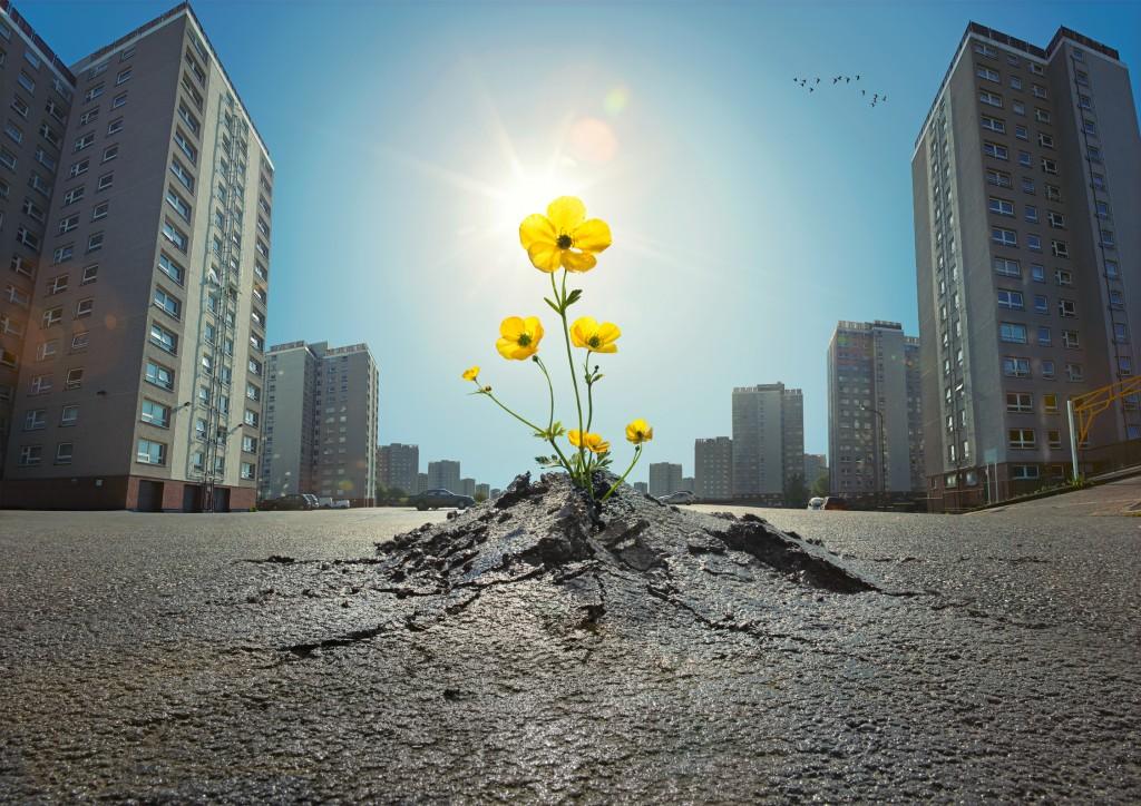 A small, yellow, five-petaled flower, known as a buttercup, growing out of a crack in a city street, surrounded by tall buildings and a blue sky.