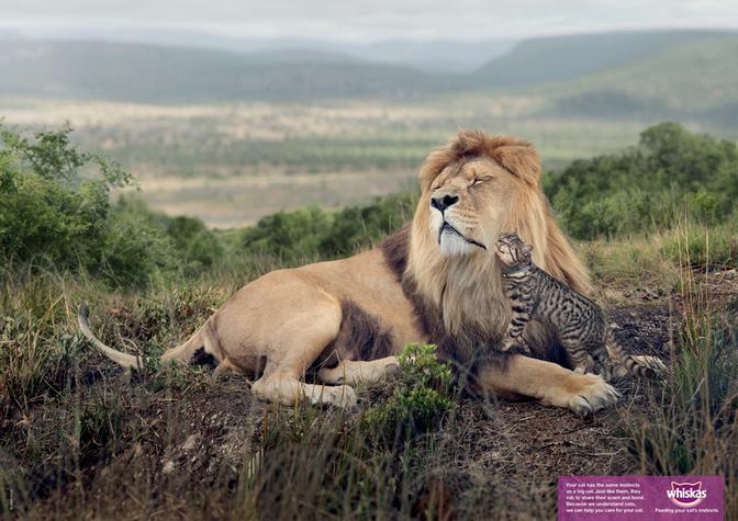 A lion is gently holding a small cat in its paws, with the lion's face relaxed and the cat's face looking up at the lion.