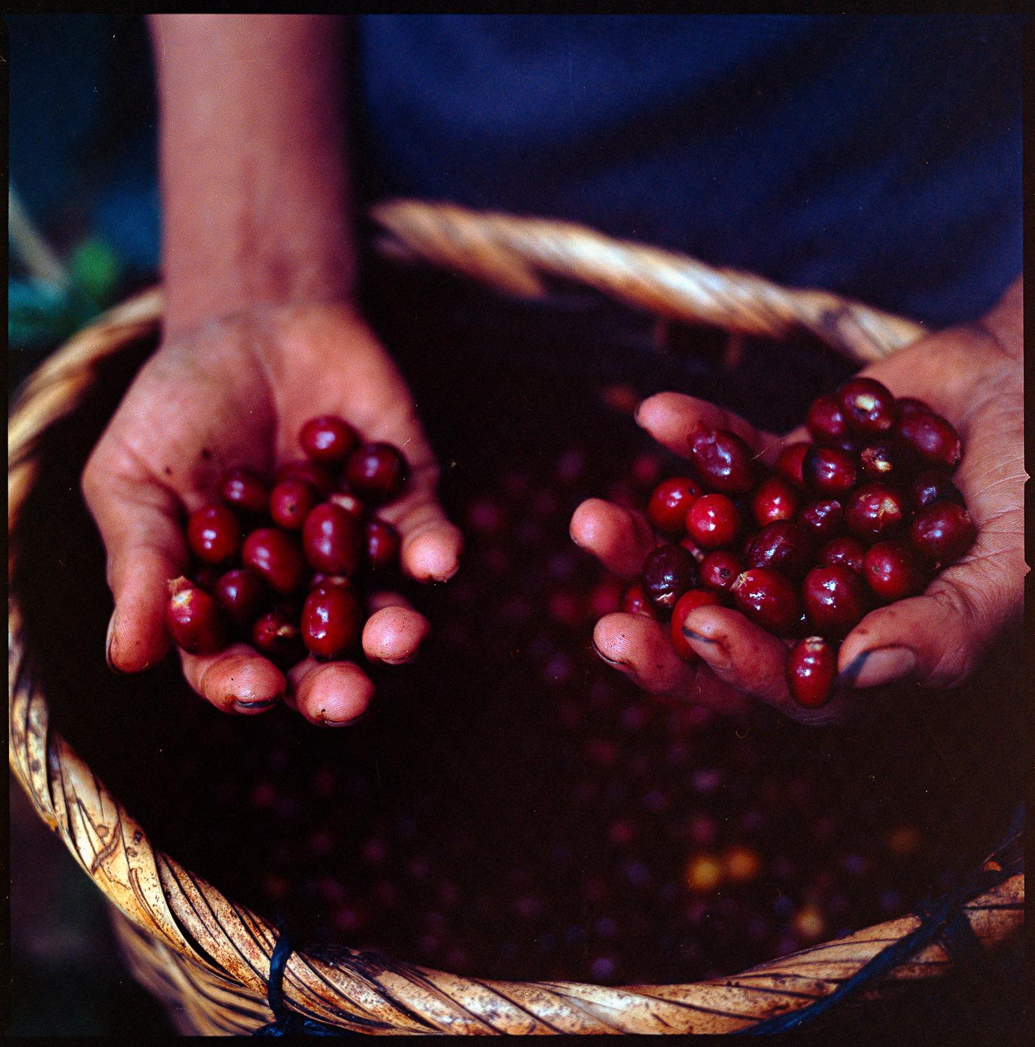 A person is holding a large wicker basket filled with freshly picked, ripe, red coffee cherries.
