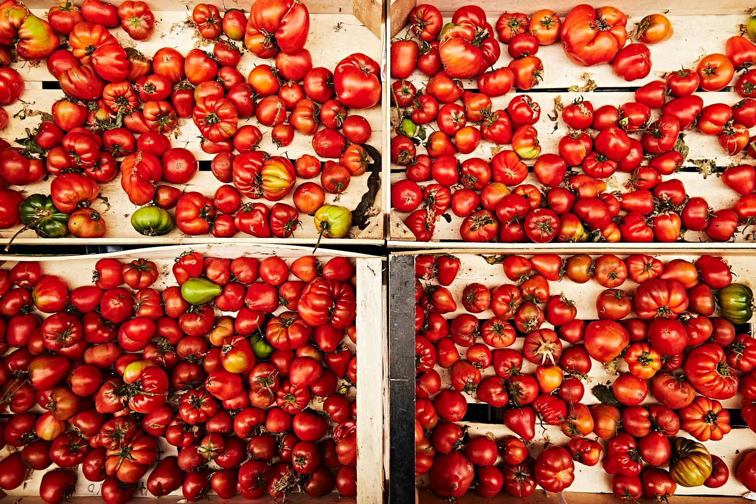 A large crate filled with various-sized fresh tomatoes in different colors.