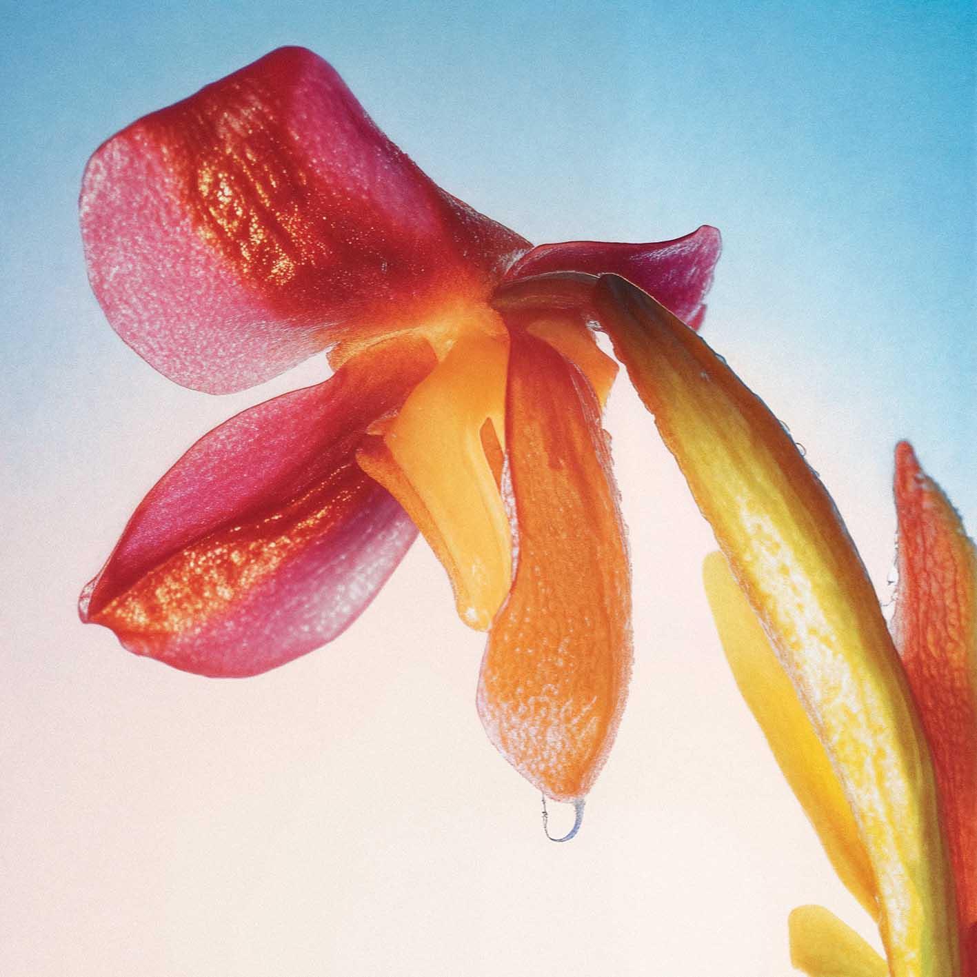 A close-up of a single, partially opened, red and yellow tulip with a single drop of water on its petals.