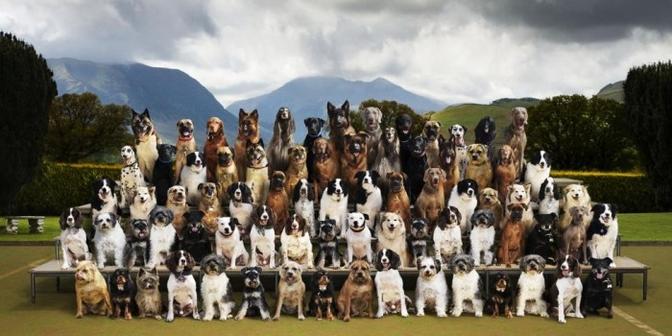 A large group of dogs of various breeds and sizes, all wearing identical, simple, white, and black, dog training school uniforms, standing in a row on a grassy field with a mountain range in the background.