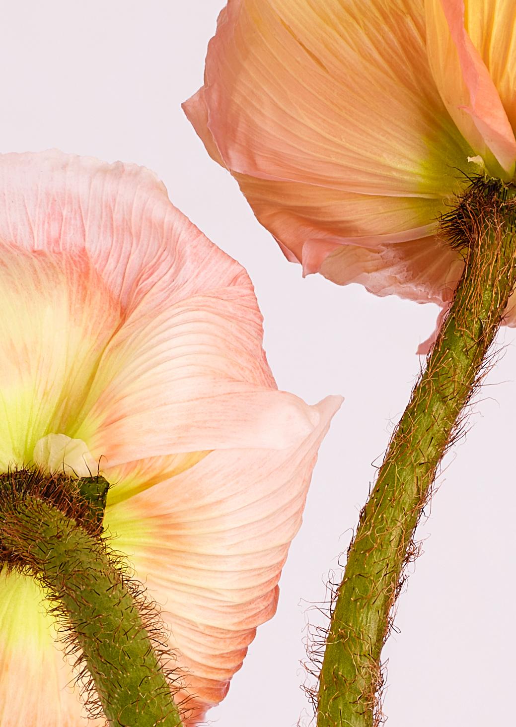 A close-up of the delicate, pink petals of a flower, with a long, green stem in the center.