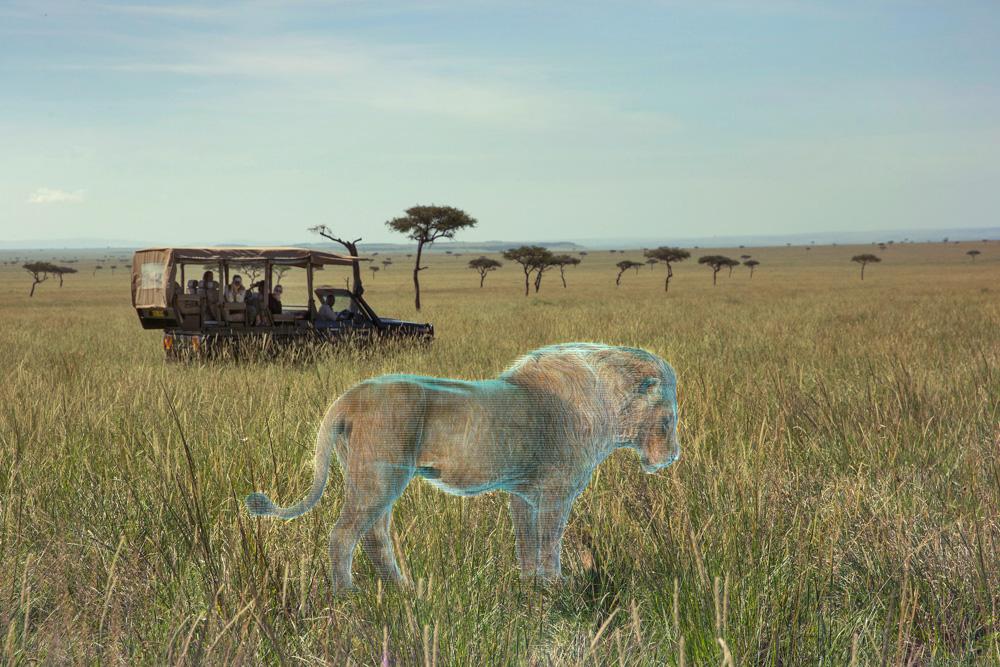 A lion in a savannah-like grassland, with a safari-style vehicle in the background.