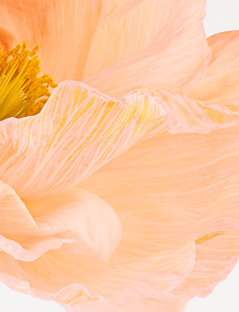 A close-up of a delicate, pale orange flower with a central yellow stamen, surrounded by soft, ruffled petals.