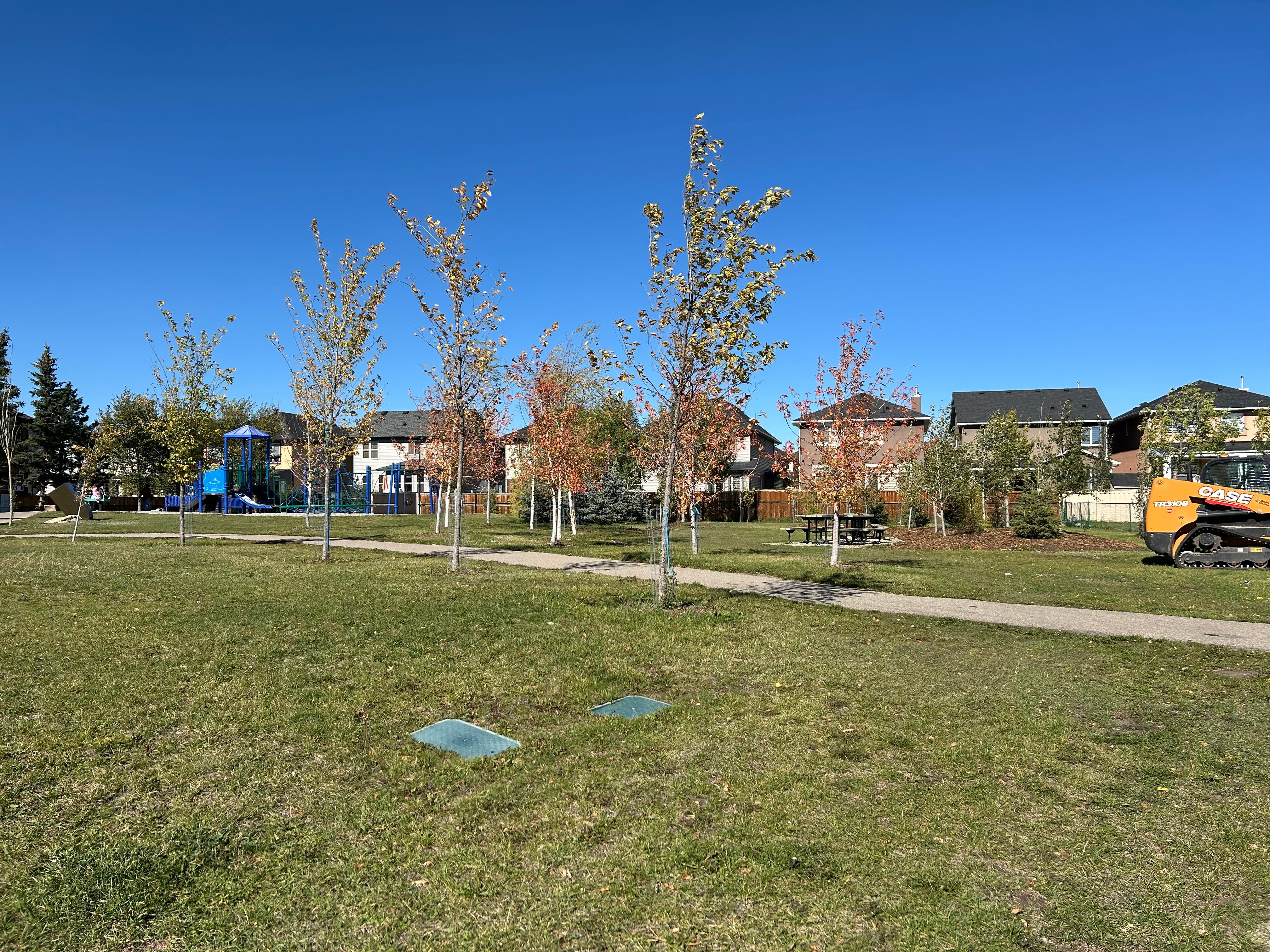 Tree planting: Saddlecrest Park