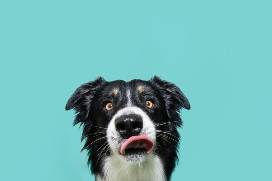 Vetocare blog hond