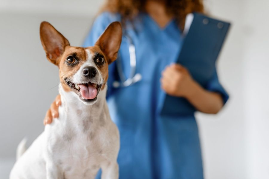 Vetocare aankondiging