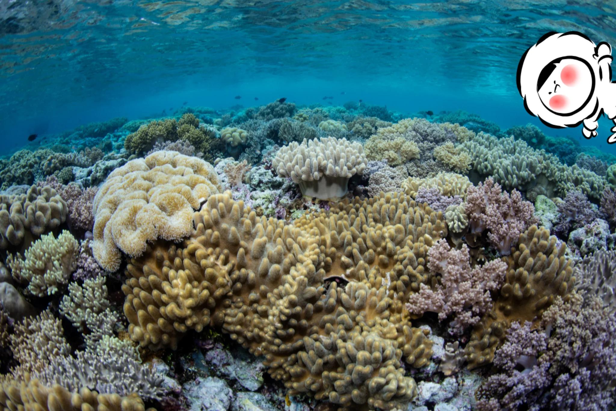 Healthy coral reef in clear turquoise water with diverse coral formations visible beneath the ocean surface at Wakatobi, Indonesia.