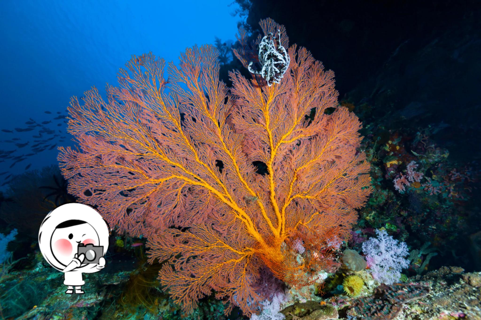 Bright orange sea fan coral spreading across a vibrant reef in the Banda Sea, surrounded by smaller corals and fish in deep blue water.