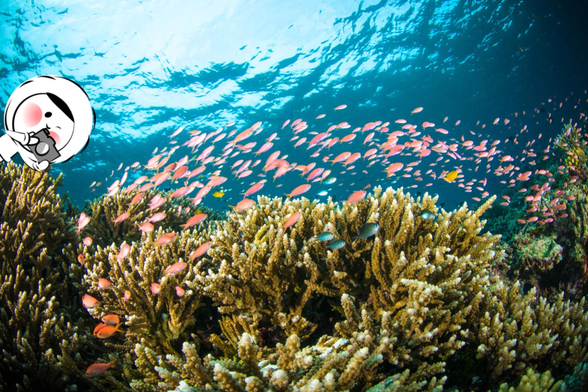 A vibrant underwater scene at Bunaken National Park showing colorful coral reefs and a large school of small tropical fish swimming through clear blue water near the surface.
