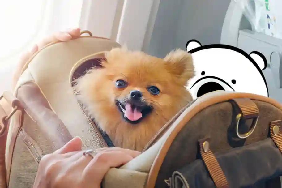 How to Fly with Your Pet
