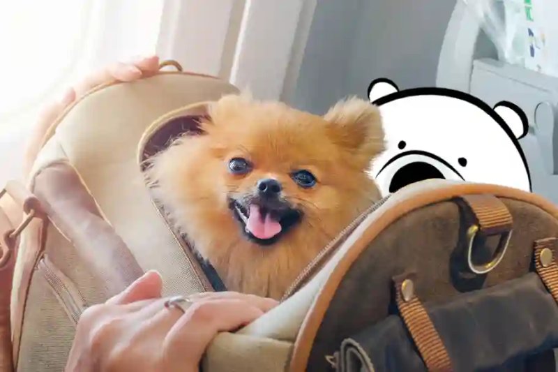 How to Fly with Your Pet - Airlines Guide