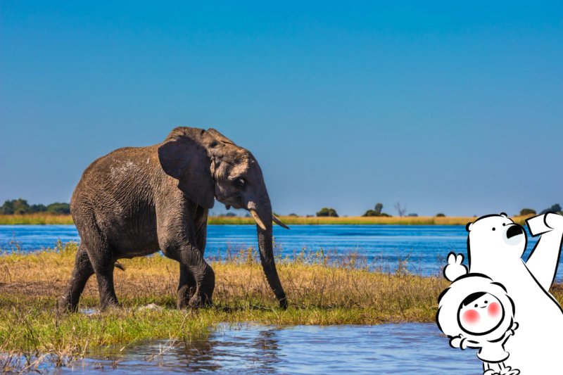 5 Best Safari Destinations in Africa: Prices & How to Book
