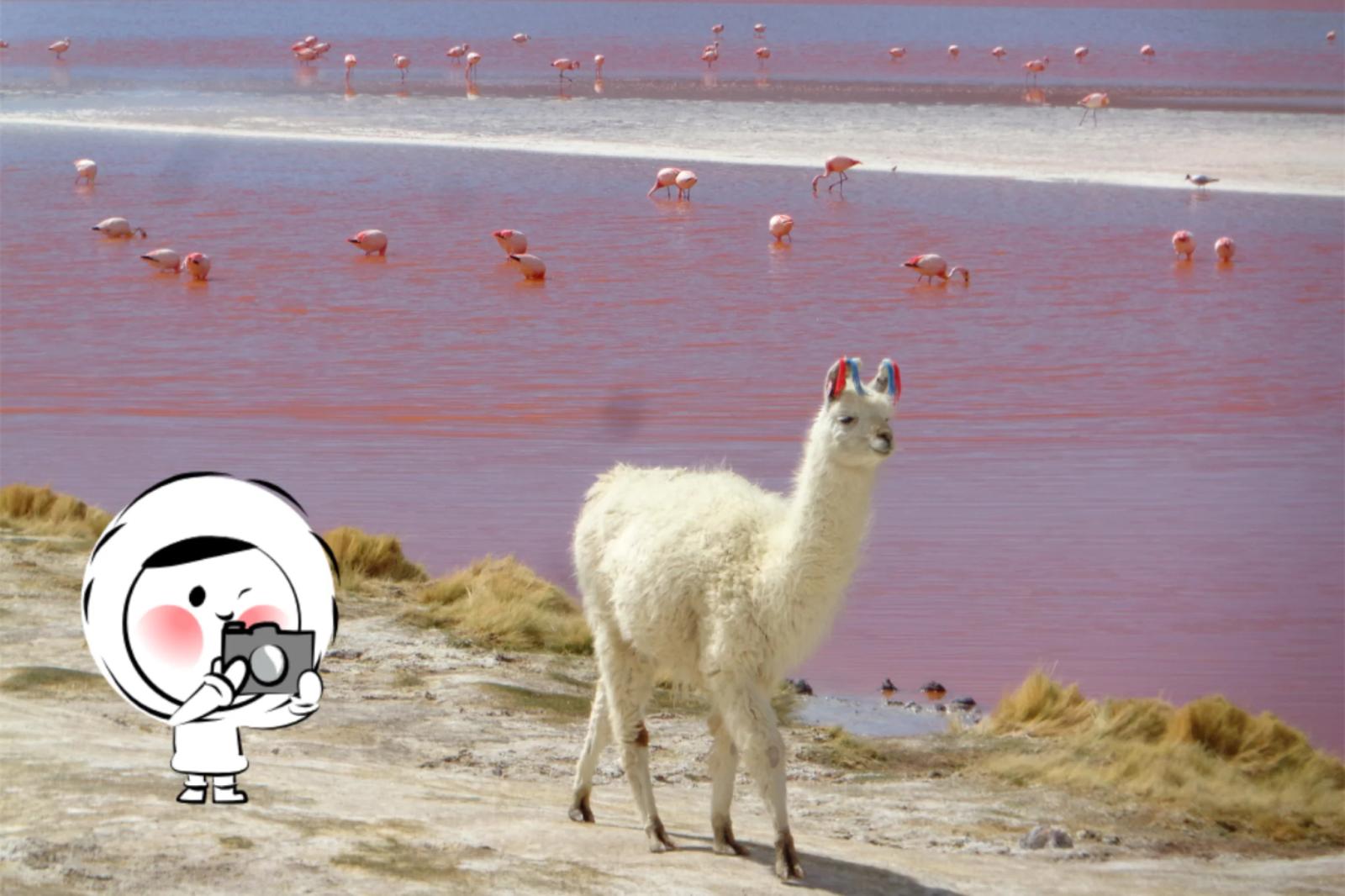 A white llama standing beside a pink salt lake with flamingos wading in shallow water under a clear sky.