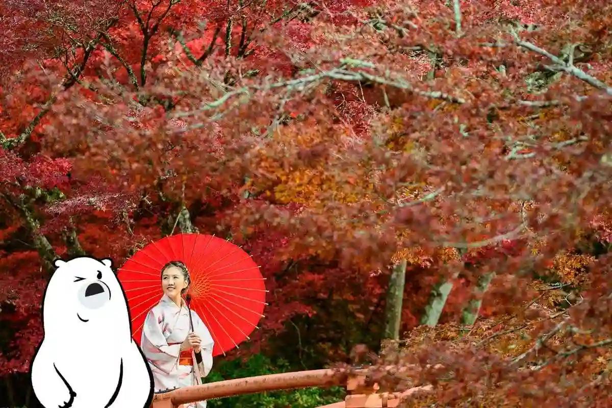 Japan Travel Guide by Season: Where to Go and What to Expect