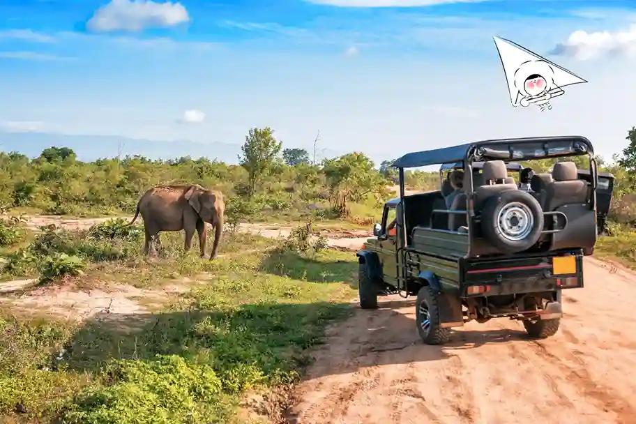 African Safari Guide