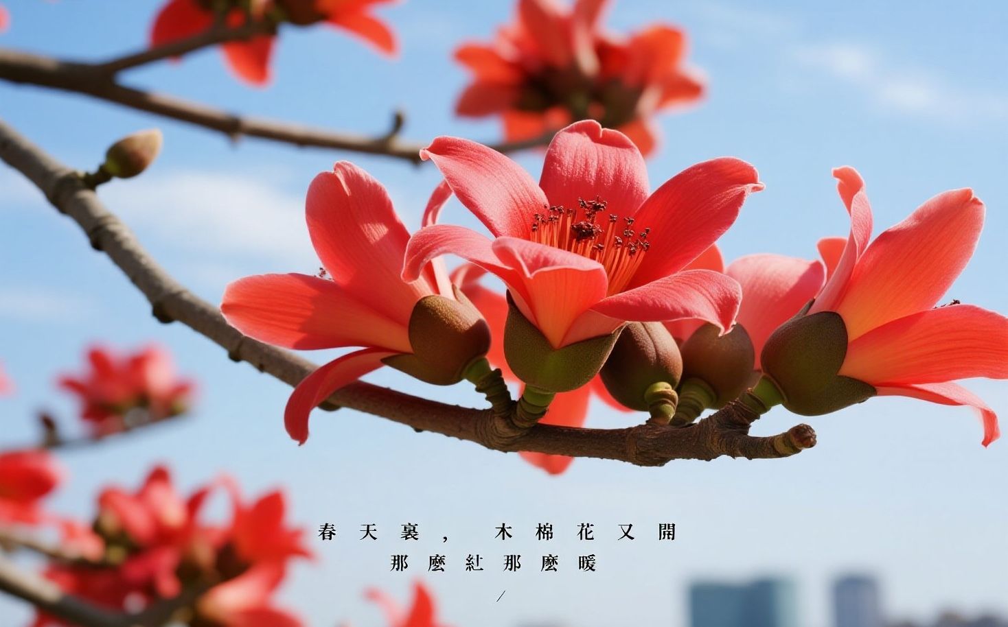 木棉的思念(散文)