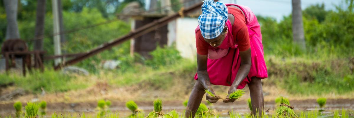 Consulting and multidisciplinary expertise services