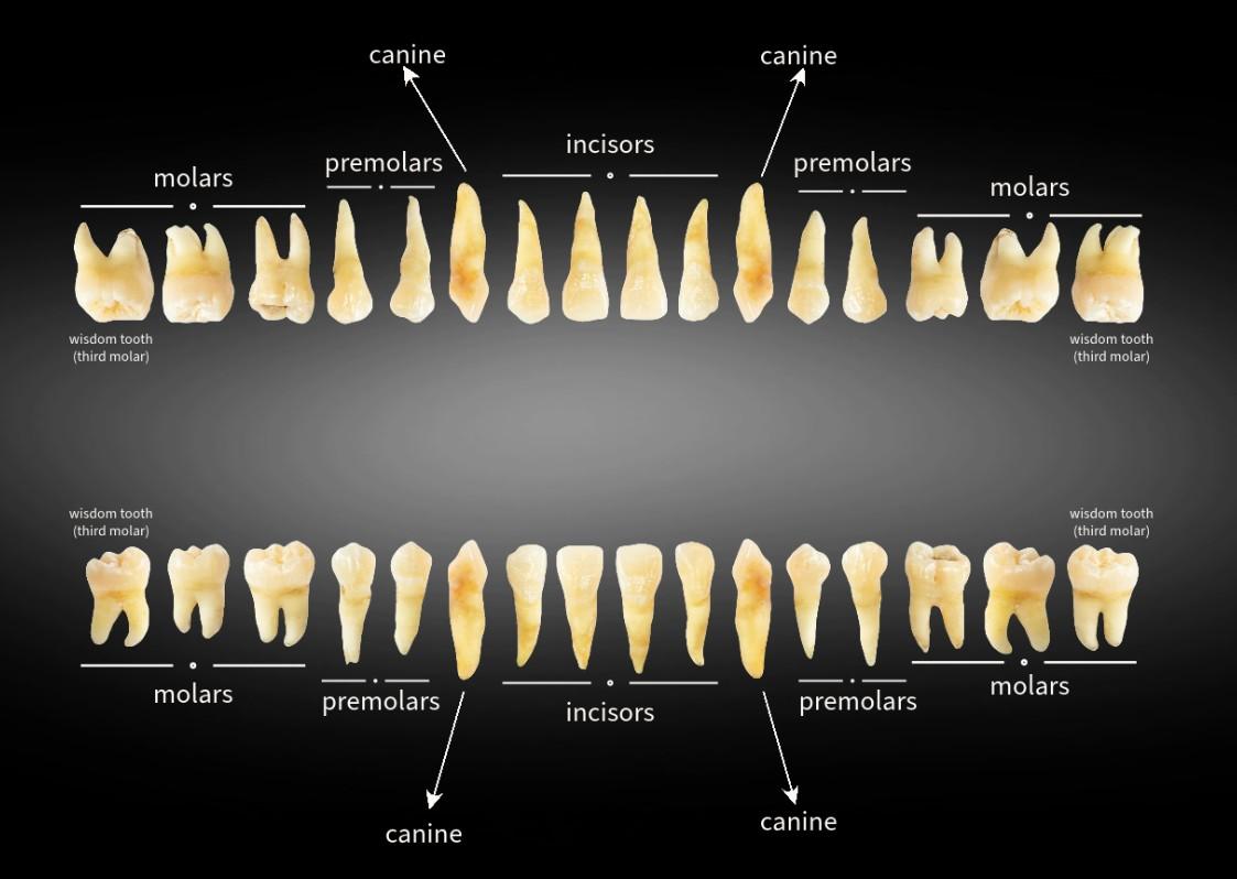 Photo of adult upper and lower teeth labelled incisors, canines, premolars and molars