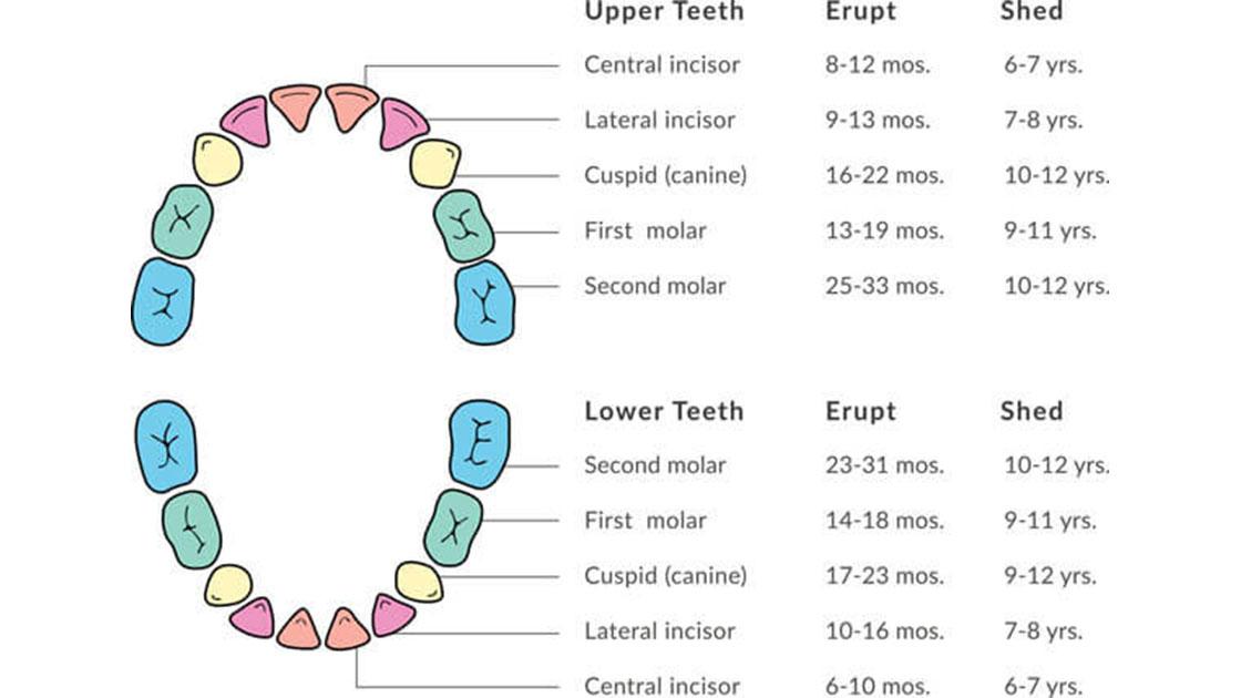 Chart of baby tooth eruption and shedding ages by tooth type