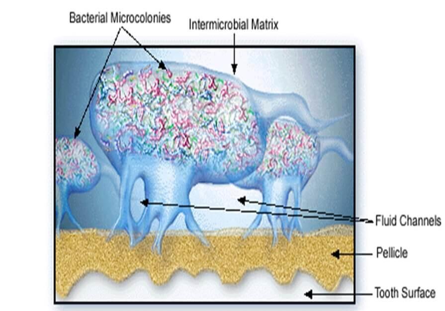Labelled diagram of bacterial colonies in a film on the tooth surface
