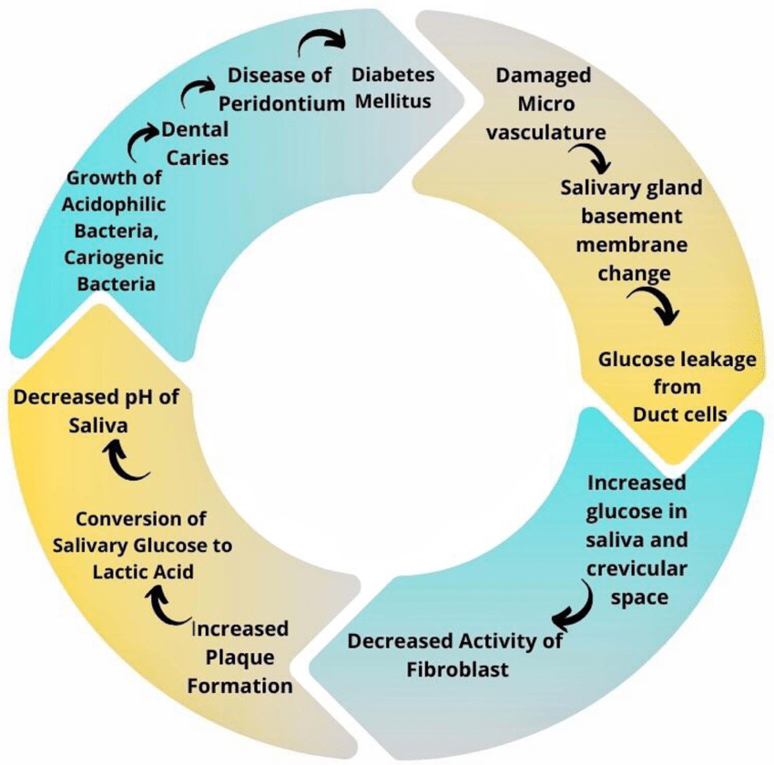 Cycle diagram linking diabetes, saliva changes, tooth decay and gum disease