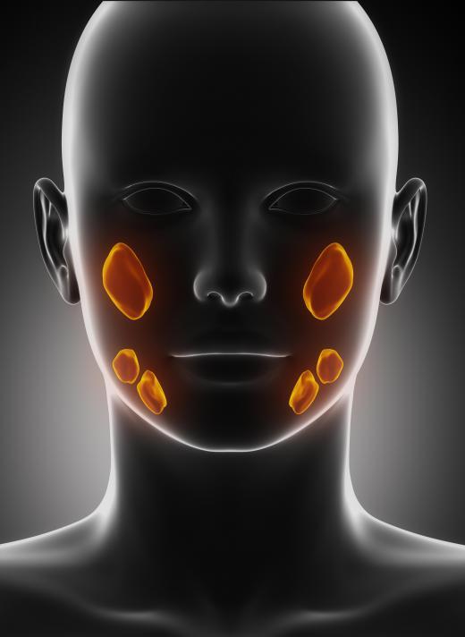 Illustration of a head with the salivary glands highlighted