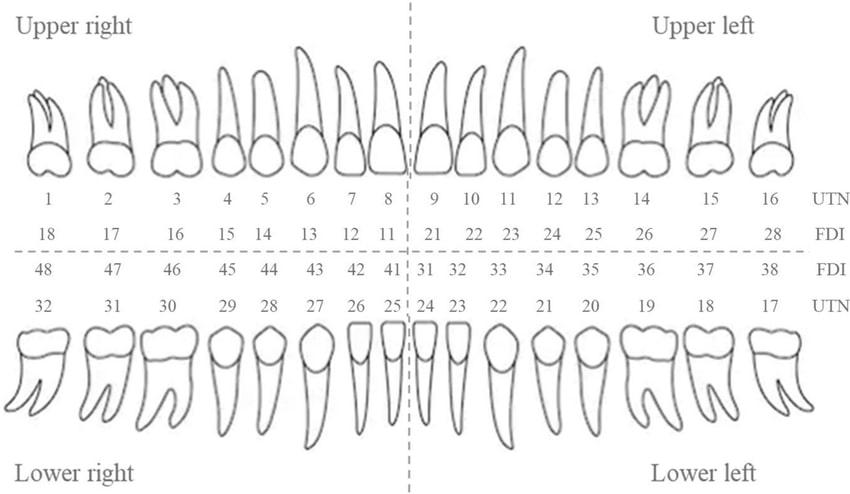 Tooth chart with universal and FDI numbers for each tooth