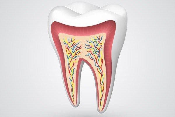 Cross-section of a healthy tooth showing enamel, pulp and vessels