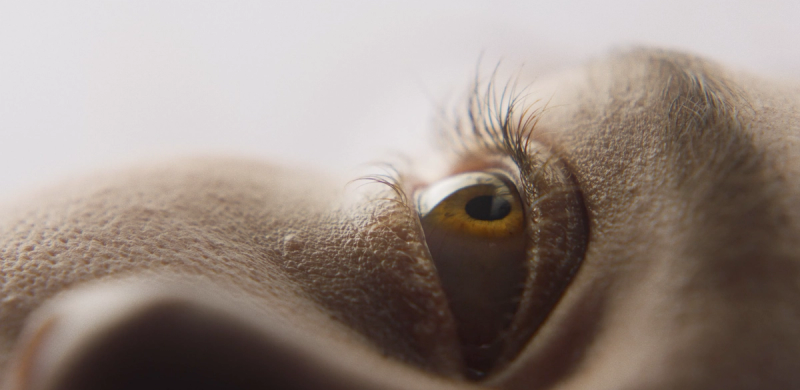 Eight Short Films We Love (And one We Made)