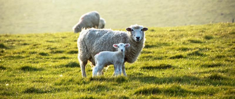 Rebranding Sussex Meatshare